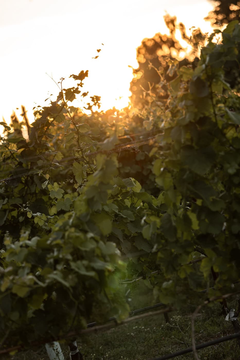 Vine rows against the evening sun, the land carrying on past the frame.